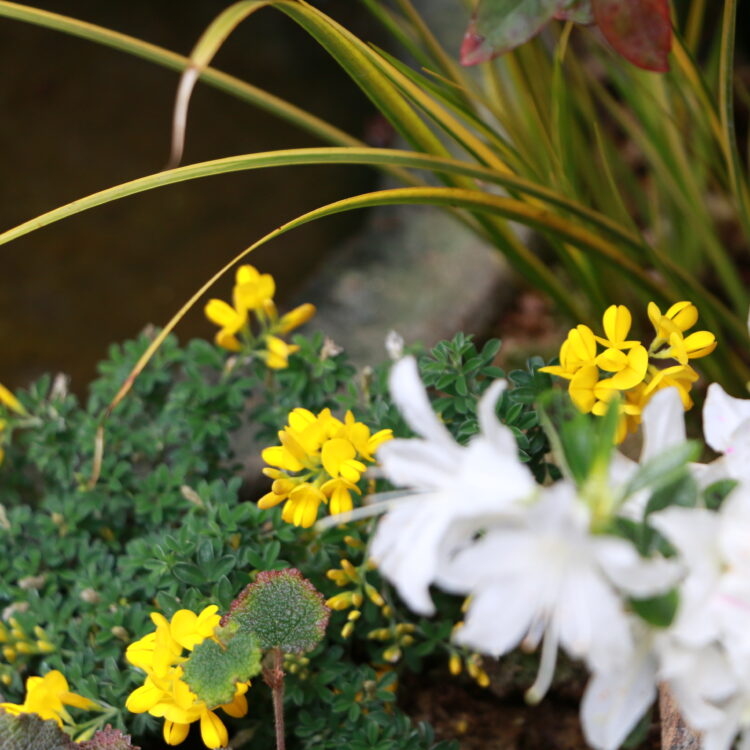 新緑 長崎坪庭物語 文明堂総本店