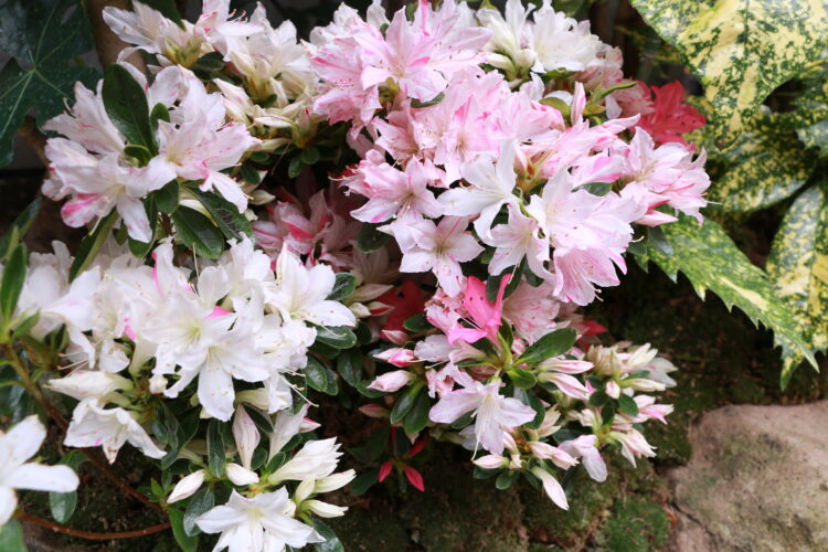 新緑 長崎坪庭物語 文明堂総本店