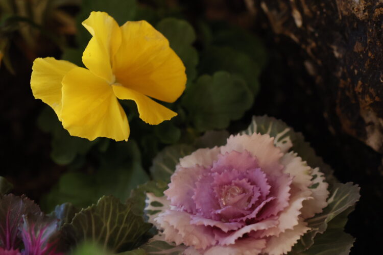 坪庭,文明堂総本店